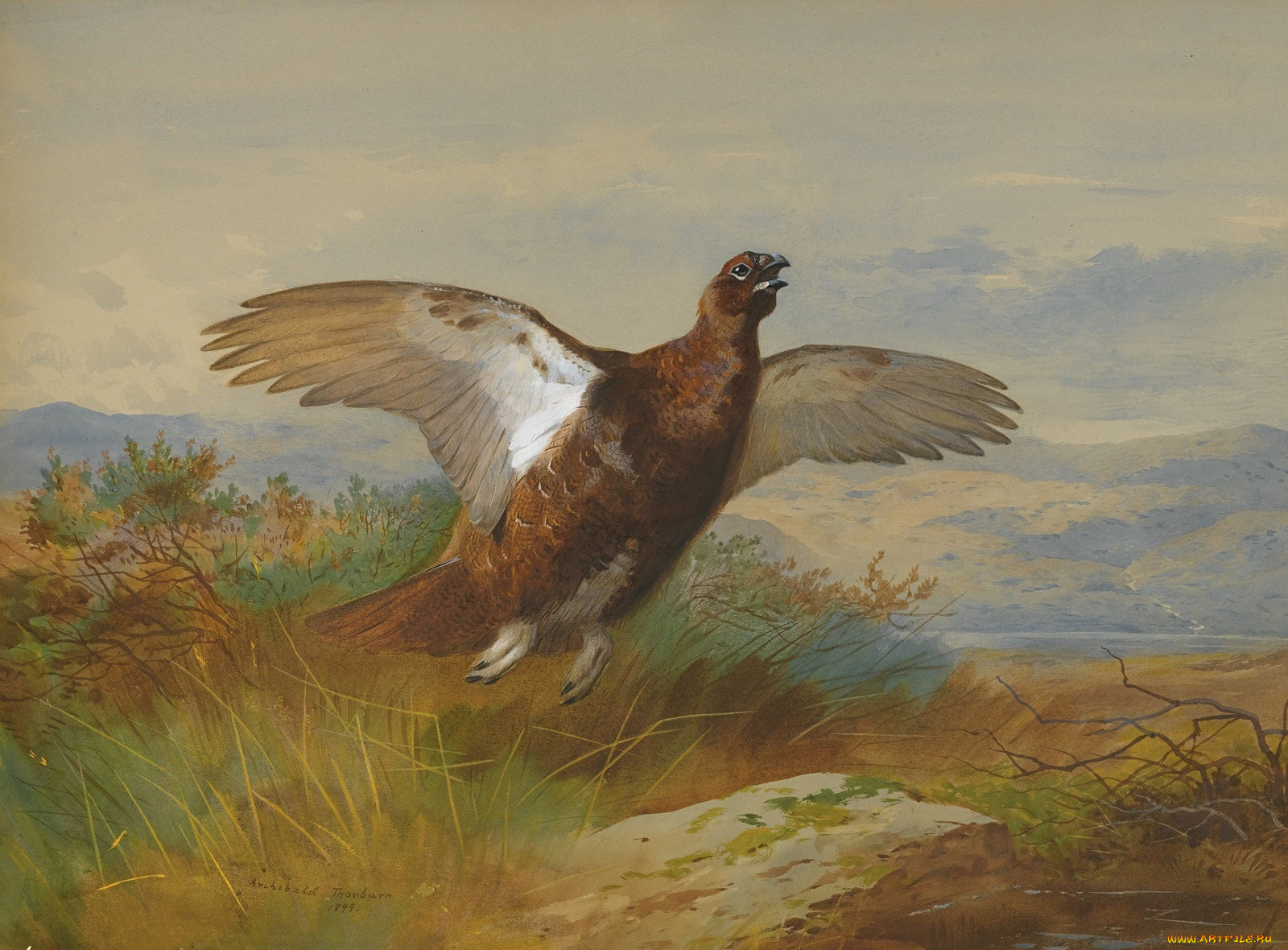 , archibald, thorburn